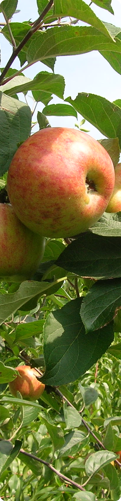 Apfeltrester.png