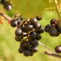 Muscat Bleu Weintraube