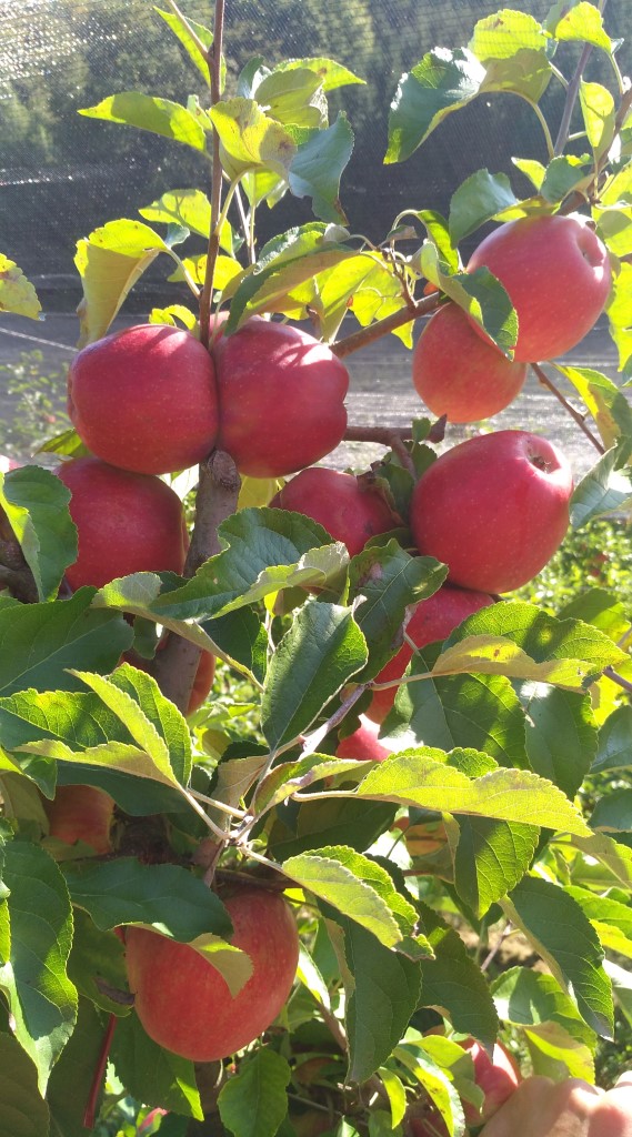 kirchengast-apfelernte2020